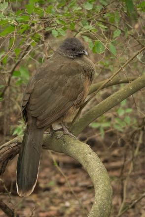 Plain Chachalaca