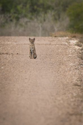 Bobbie Bobcat
