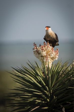 Caracara on Yucca
