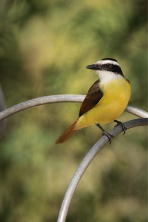 Kiskadee I