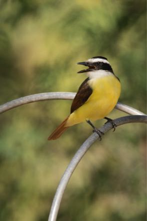 Kiskadee II