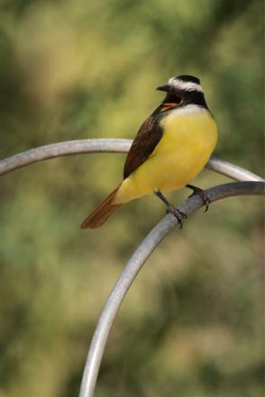 Kiskadee III