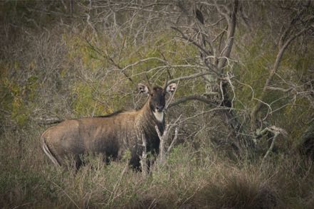Nilgai Bull II