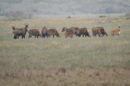 Nilgai Grazers