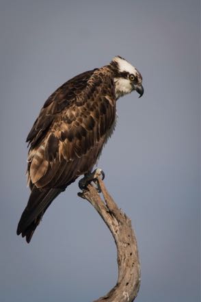 Osprey