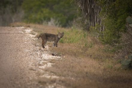 Roberta Bobcat