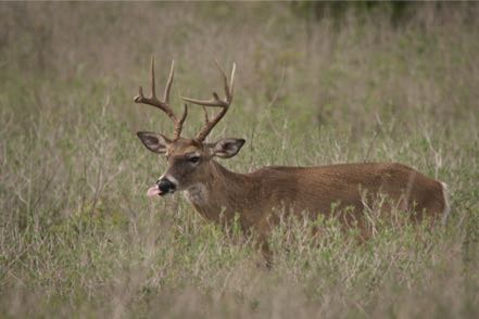 White-Tailed Buck