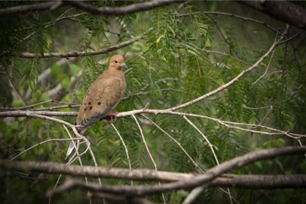 White-Tipped Dove