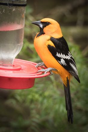 Altamira Oriole