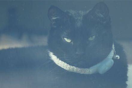 Cathouse Cat