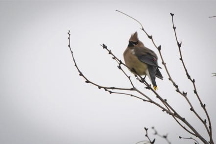 Cedar Waxwing