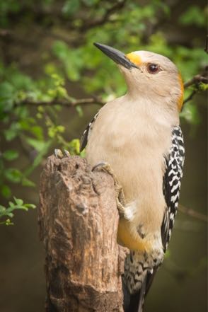 Golden-Fronted Woodpecker