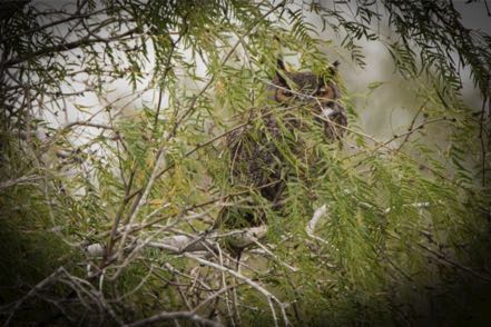 Great Horned Owl