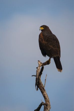 Harris's Hawk