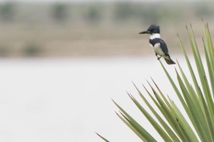 Kingfisher