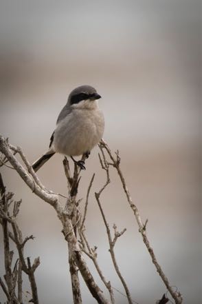 Loggerhead Shrike