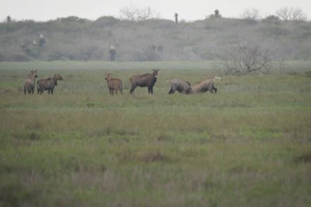 Nilgai Bump Coach II