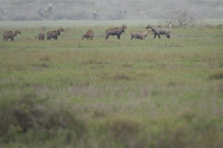 Nilgai Ready to Rumble