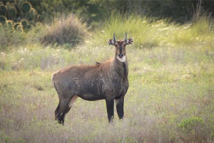 Nilgai