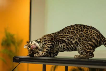 Ocelot II
