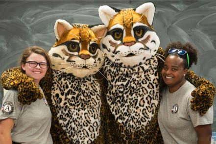 Ocelot Mascots