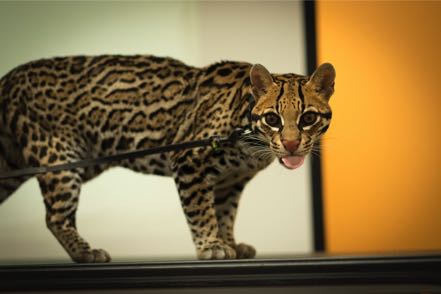 Ocelot