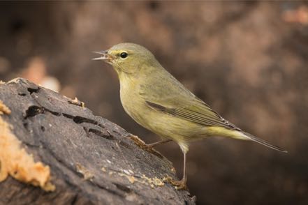 Orange-Crowned Warbler
