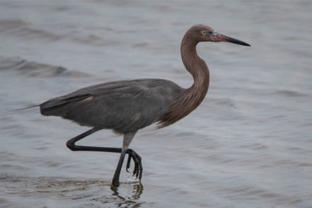 Reddish Egret