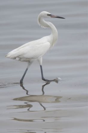 Reddish Egret White Morph