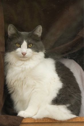 Talbott Cat