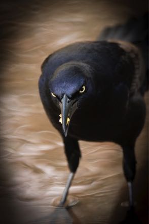 Tough Guy Great-Tailed Grackle