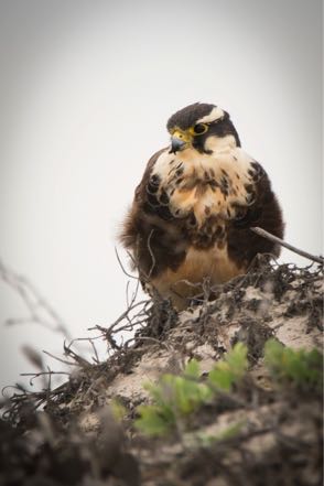 Aplomado Falcon