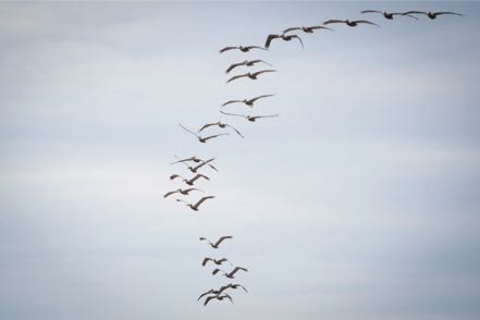 Brown Pelican Squadron