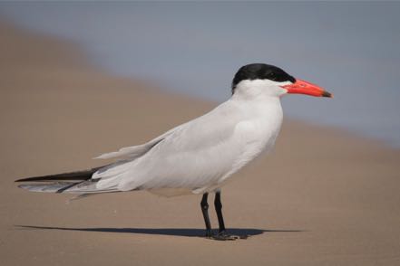 Caspian Tern