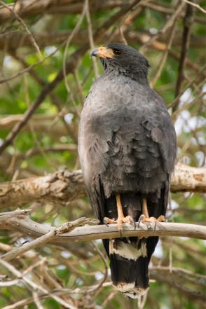 Common Black Hawk