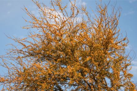 Sweet Acacia Tree