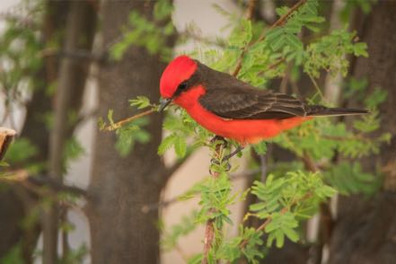 Vermillion Flycatcher