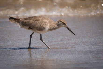 Willet