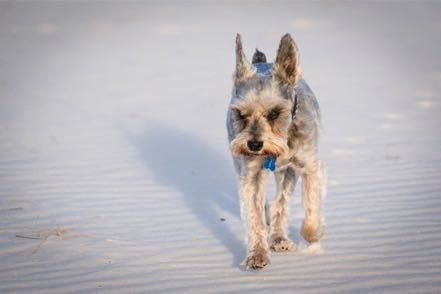 Mitzy at White Sands