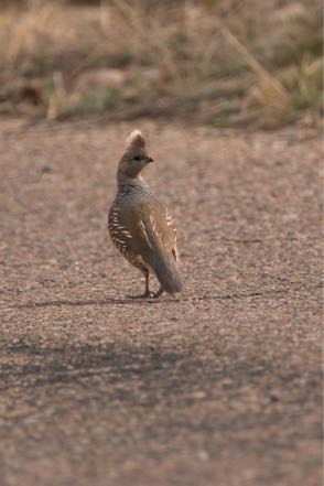 Scaled Quail