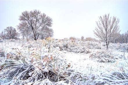 Snowy Cherry Creek 1