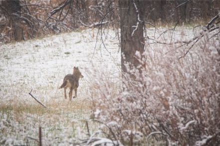 Snowy Coyote