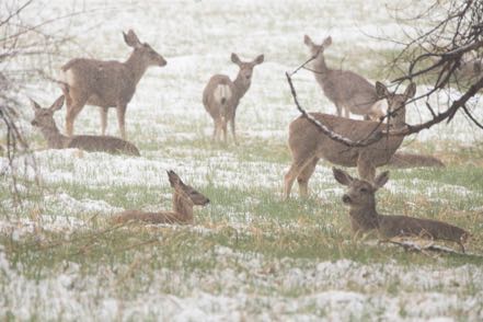 Snowy Deer