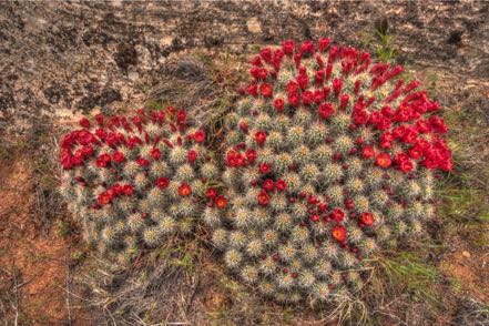 Blooming Cacti