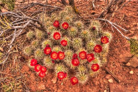 Blooming VC Cactus