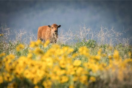 Baby Bison