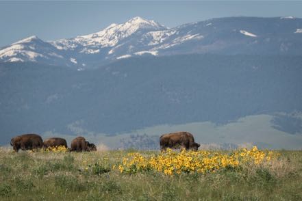 Grazing Bison