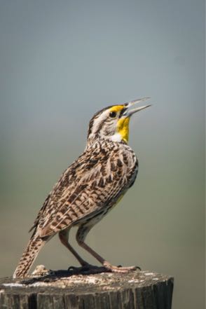 Meadowlark