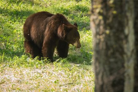 Momma Bear