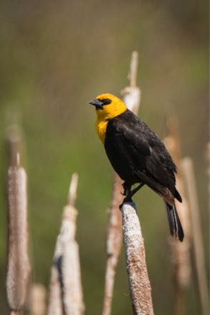 Yellow-Headed Blackbird